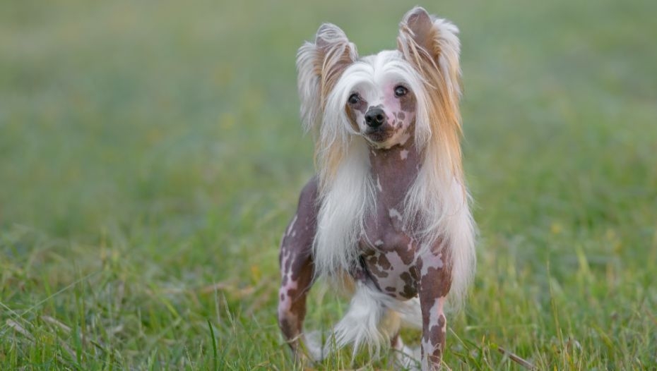 Chinese crested dog with sales fur